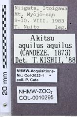 Etikette zu Podeonius aquilis (NHMW-ZOO-COL-0010295)